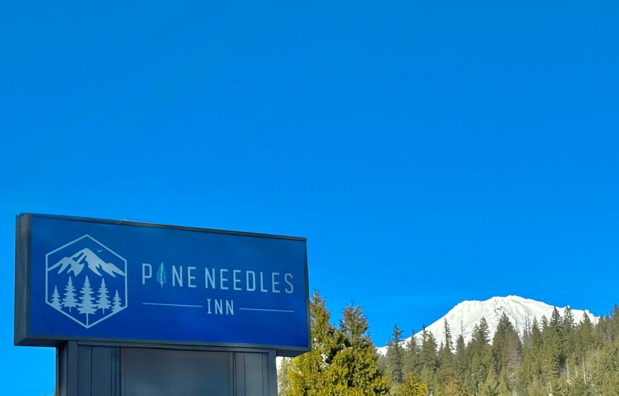 Pine Needles Mount Shasta
